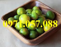 CÂY GIỐNG QUẤT CHUA